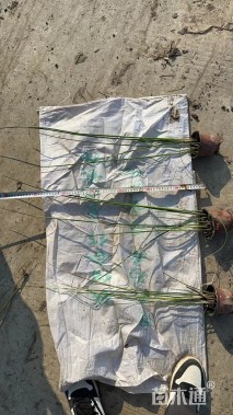 高度60厘米花叶水葱