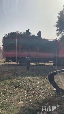 高度600厘米丛生蒙古栎