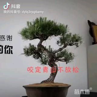 10公分造型黑松