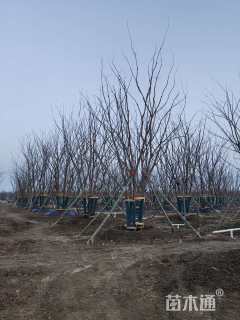85公分(4杆)丛生朴树