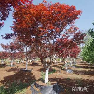 10公分日本红枫