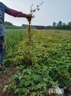30厘米小叶扶芳藤