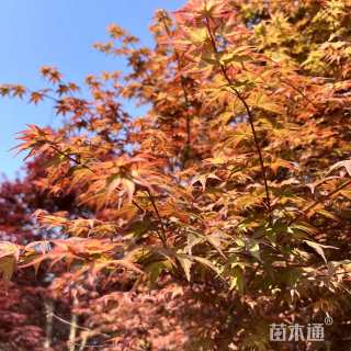 12公分中国红枫