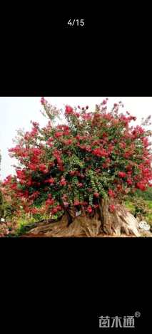 12公分小叶紫薇