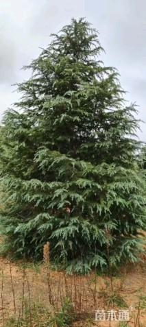 高度1000厘米雪松