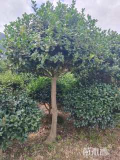 高度180厘米火棘