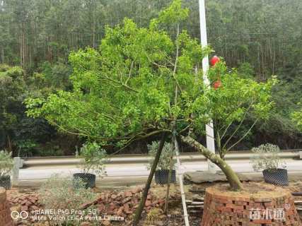 25公分红果冬青