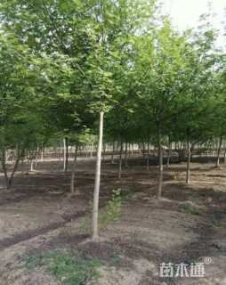 10公分枫杨