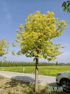 18公分金叶白蜡