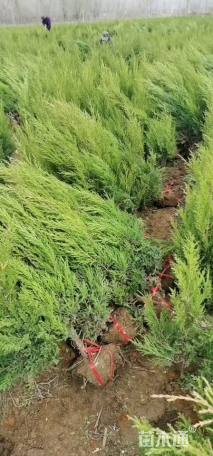 高度100厘米蜀桧