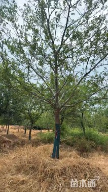 27公分朴树