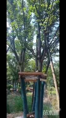 60公分丛生榉树