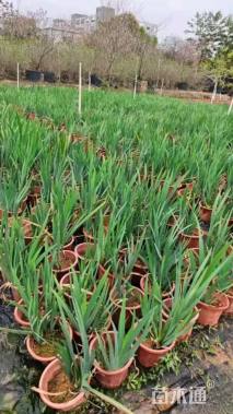 高度30厘米西伯利亚鸢尾