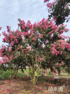 高度350厘米丛生紫薇