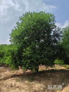 10公分(6杆)丛生乌桕