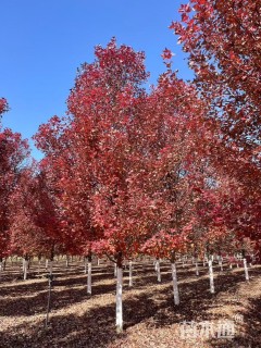 15公分美国红枫