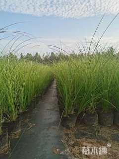 高度50厘米细叶芒