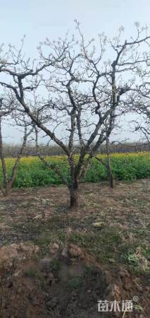 15公分梨树