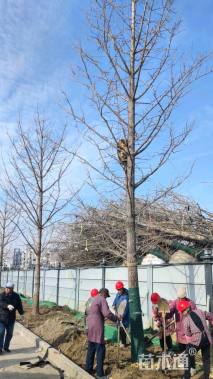 20公分美国红枫