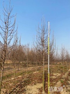 10公分彩叶豆梨