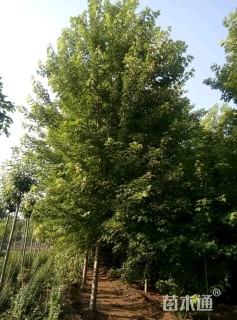 20公分美国红枫-秋火焰