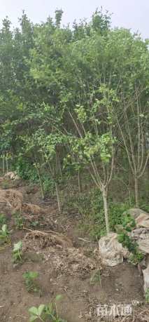 高度200厘米木槿