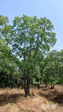 55公分(2杆)丛生乌桕