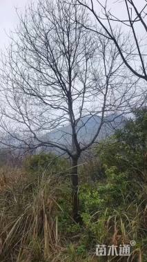 50公分(3杆)丛生朴树