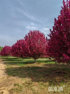 18公分绚丽海棠