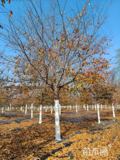 18公分染井吉野樱