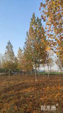 18公分速生法桐