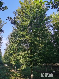 18公分美国红枫