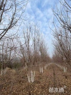 高度500厘米丛生五角枫