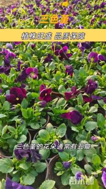 高度30厘米三色堇