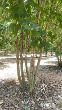 20公分美国红枫-红冠