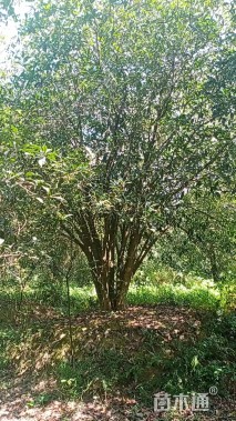 高度400厘米丛生桂花