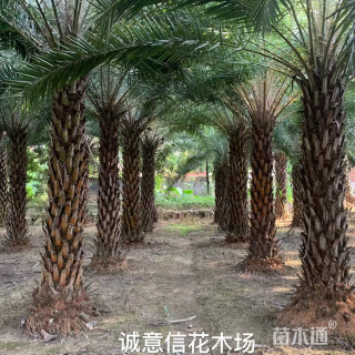 裸干高500厘米中东海枣