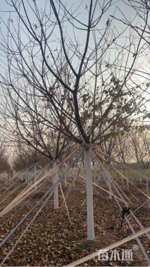 18公分高杆早樱