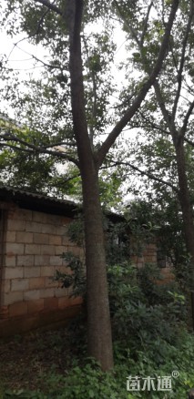 18公分朴树