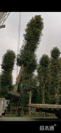 30公分金丝楠木