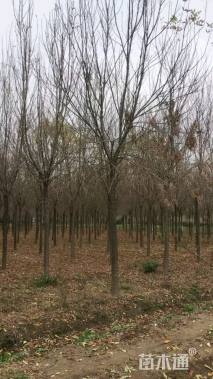 20公分老式白蜡