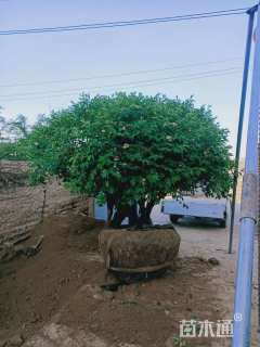 高度180厘米紫斑牡丹