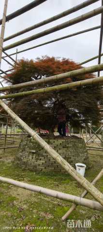 高度350厘米羽毛枫