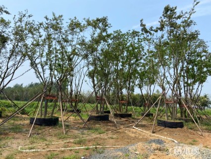 10公分丛生朴树