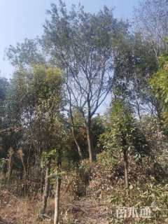 50公分朴树