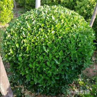 高度300厘米大叶黄杨