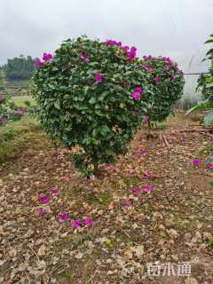 高度100厘米三角梅