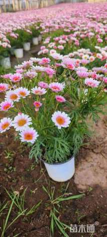 高度30厘米玛格丽特花