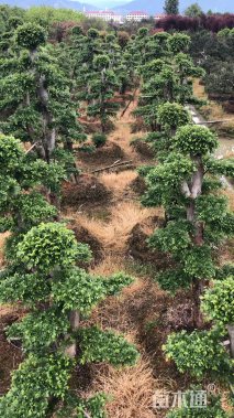 20公分造型榆树