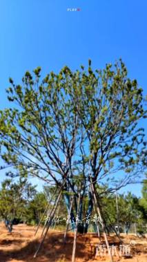 80公分丛生朴树